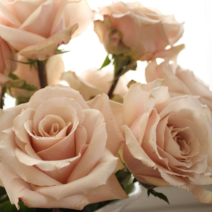 Diskreten vonj vrtnice - Roza - Cafe au Lait™ - Na spletni nakup vrtnice